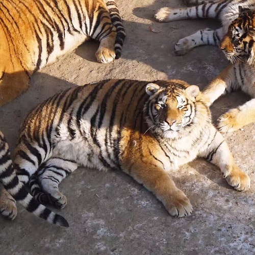 Obese Tigers in China