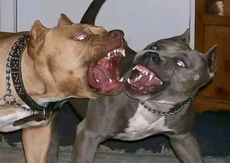 Dogs Dogs