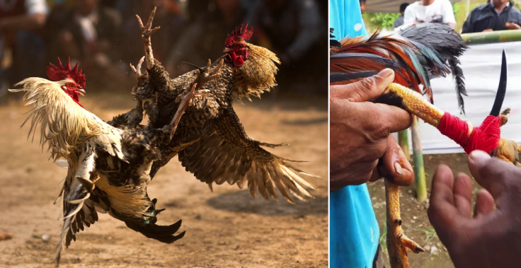 cockfighting in India