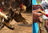 cockfighting in India