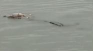 Harrowing Video Captures Moment Giant Crocodile Carries Body Of 4 Year 