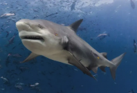 bull shark bull shark