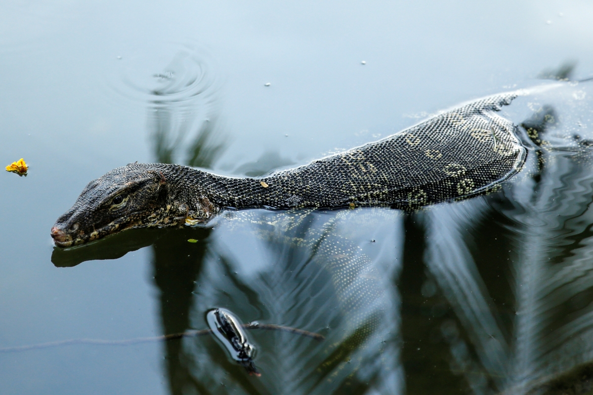 WATCH Huge monitor lizard swimming at Jurong East Swimming Complex