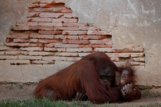 SHOCKING: Indonesian orangutan brutally killed and eaten, 10 arrested for slaughtering
