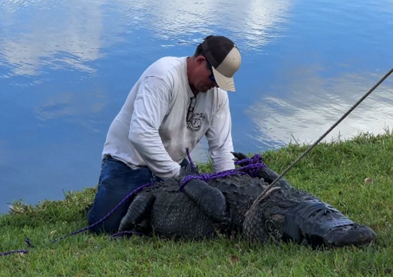 Elderly Florida Woman Attacked, Killed by 10Foot Alligator While