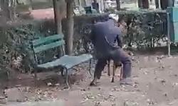 Man rapes dog