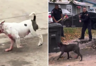 San Antonio dog attack