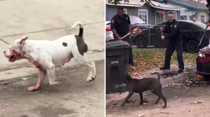 San Antonio dog attack