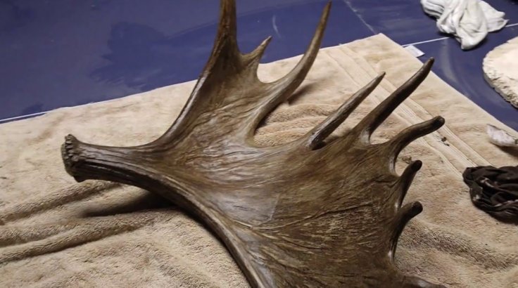 Moose antler