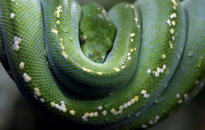 Python strangles Indonesian man to death in Malaysia