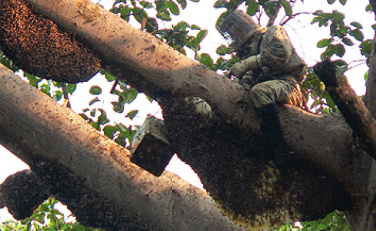 Thai Honey Collector Stung To Death By Bees, Body Left Hanging From ...