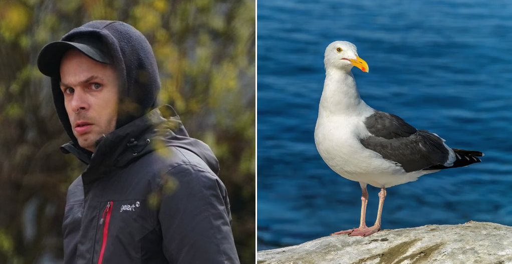 British Man Caught Raping Captured Seagull in Alleyway While Watching Porn