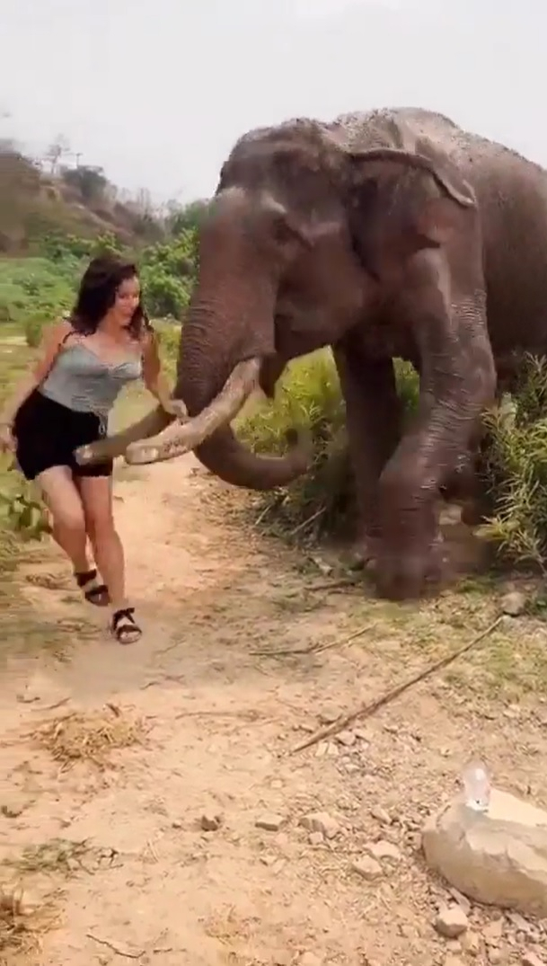 Elephant flings woman