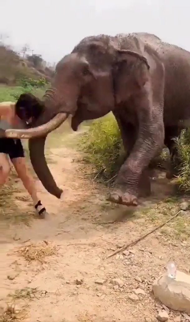Elephant flings woman