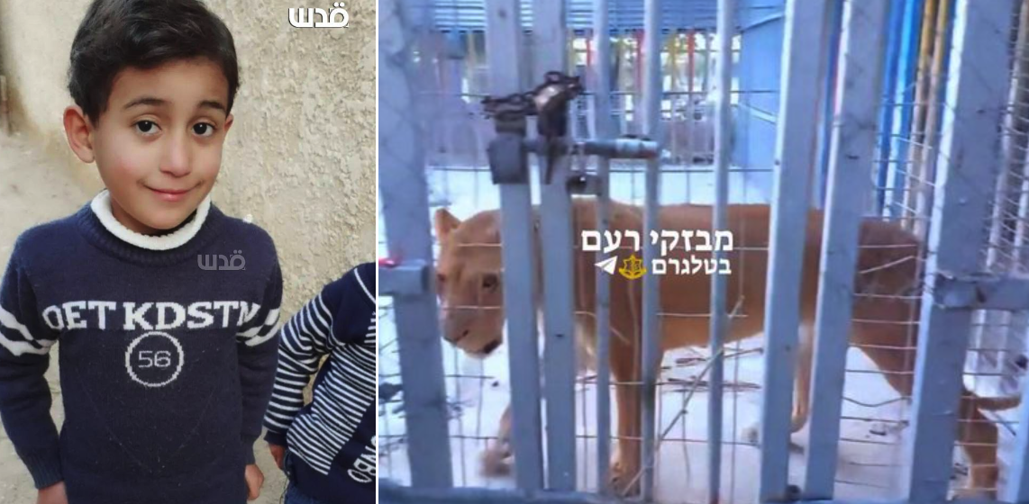 Palestinian Boy Mauled to Death by Lioness at Gaza Zoo [VIDEO]