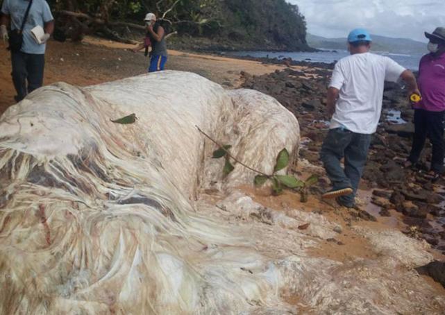 WATCH Mysterious white hairy sea monster washes up on 