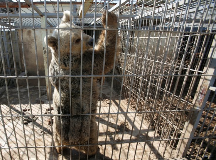 Mosul Zoo