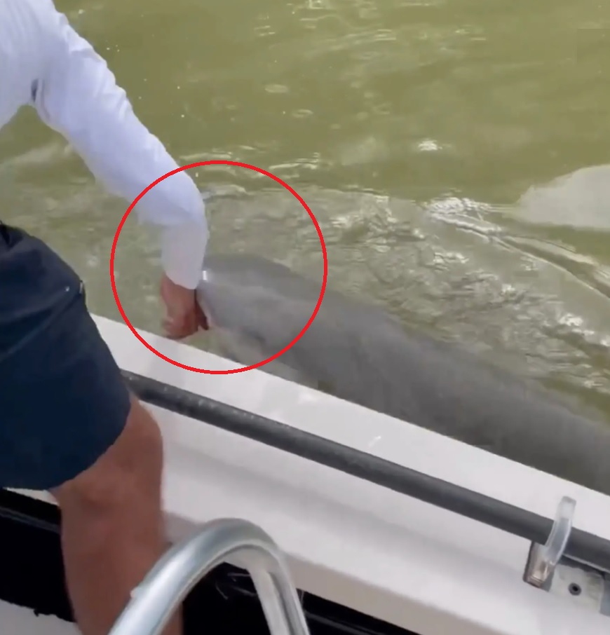 Graphic Video Captures Moment Shark Bites Florida Fisherman's Hand