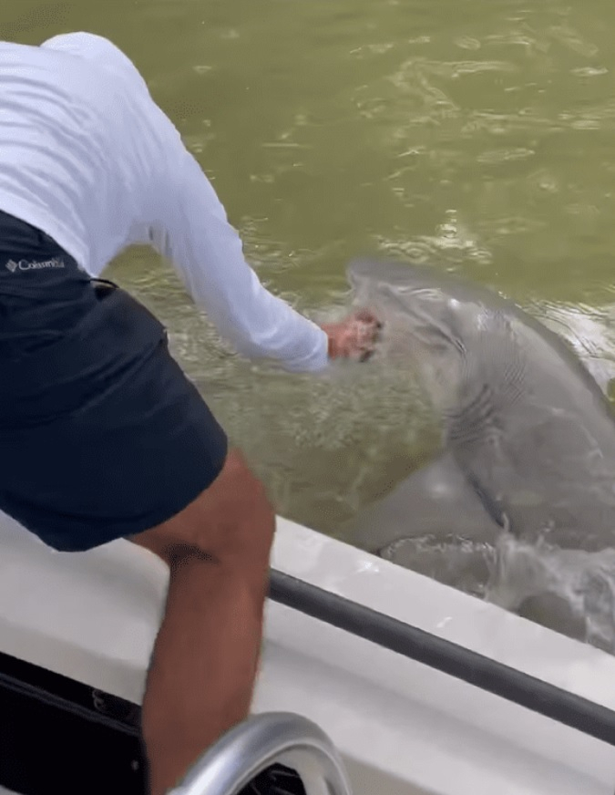 Graphic Video Captures Moment Shark Bites Florida Fisherman's Hand