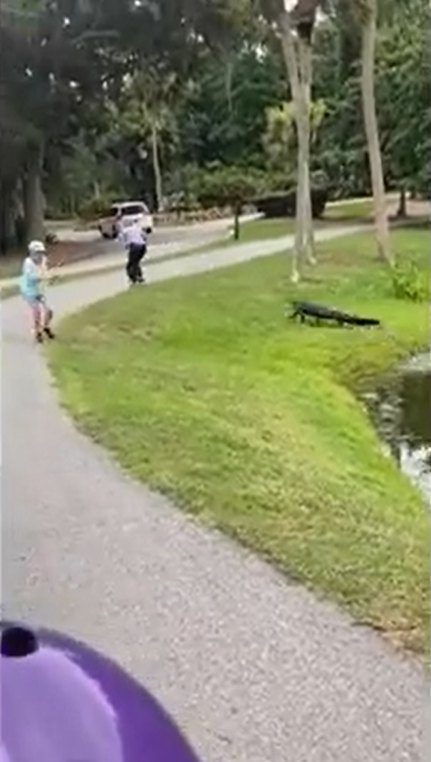 Alligator attack