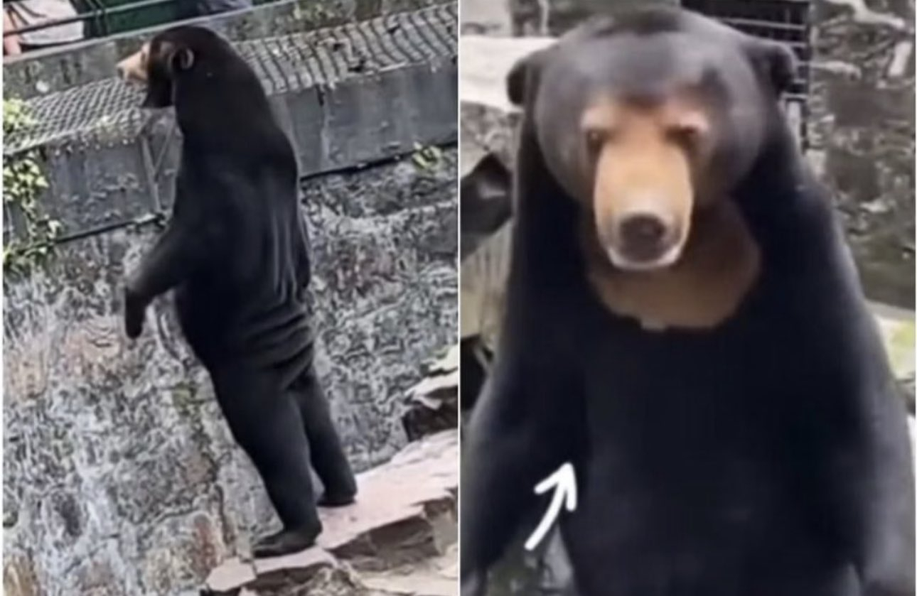 chinese-zoo-disguises-human-as-sun-bear-in-costume-speculations-after