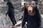 Chinese Zoo Disguises Human As Sun Bear In Costume Speculations After