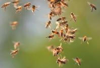 swarm of bees swarm of bees