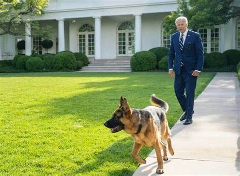 Biden's dog commander