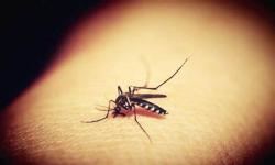 Mosquito borne disease