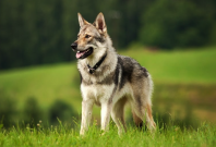 wolf-dog hybrid