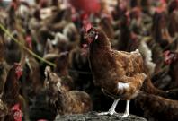 Malaysia reports highly contagious H5N1 bird flu