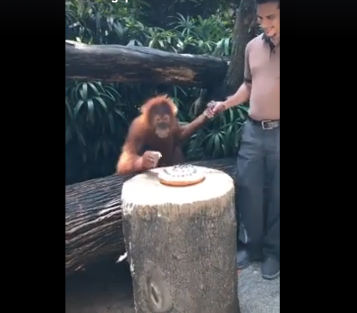 Ah Meng, Singapore Zoo icon, gets a healthy birthday treat as she turns 6
