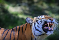 Bengal Tiger Bengal Tiger