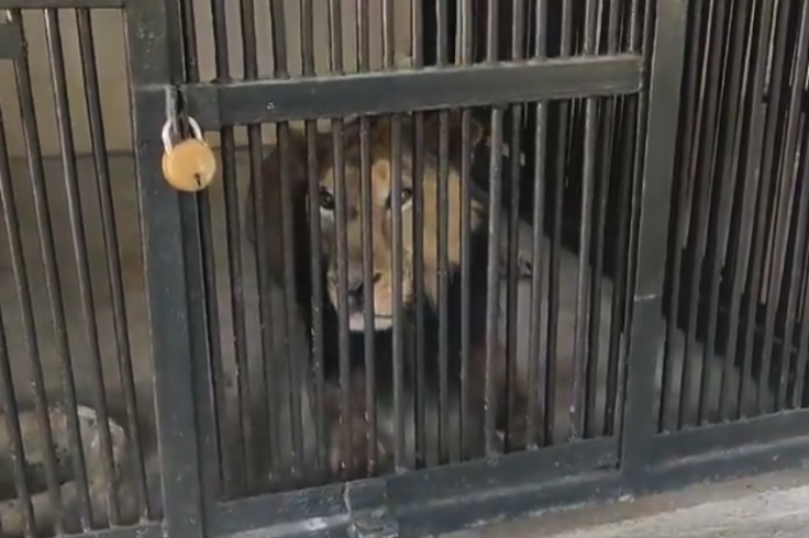 lion attack lion attack