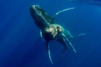 humpback whales mating
