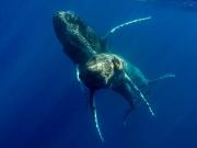 humpback whales mating