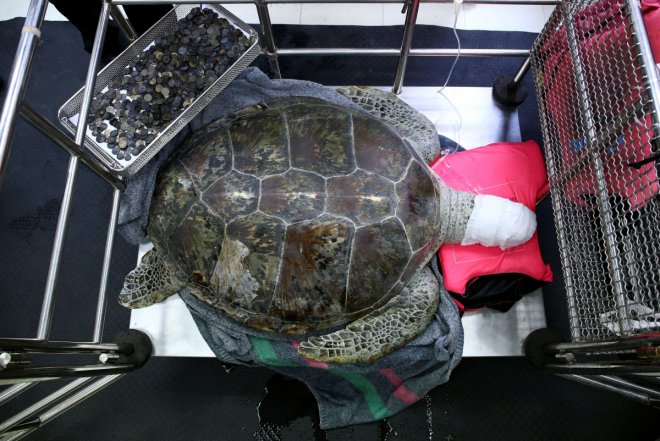 915 coins removed from turtle's stomach in Thailand