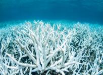 Great Barrier Reef Great Barrier Reef