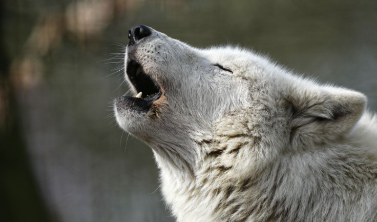 Woman Mauled by Pack of Wolves After She Went for a Jog in Car-Only ...