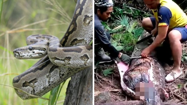 Python eats woman in Indonesia