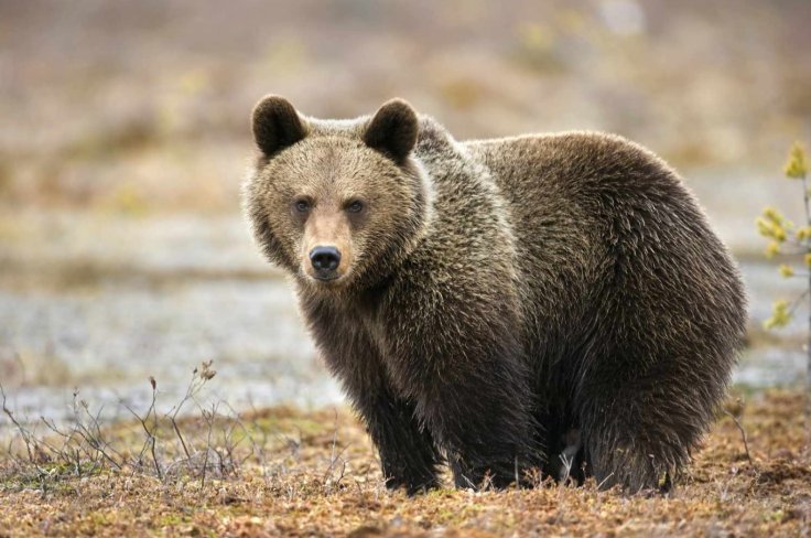 Bear Bear