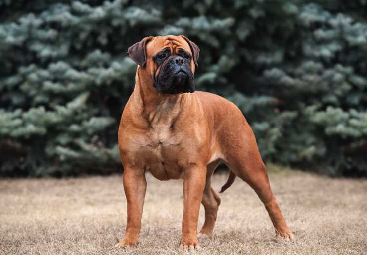 Bull Mastiff