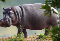Hippopotamus Hippopotamus