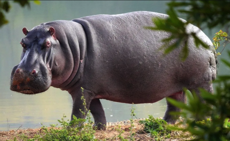 Hippopotamus