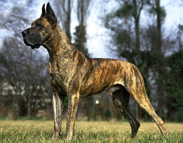 Great Dane