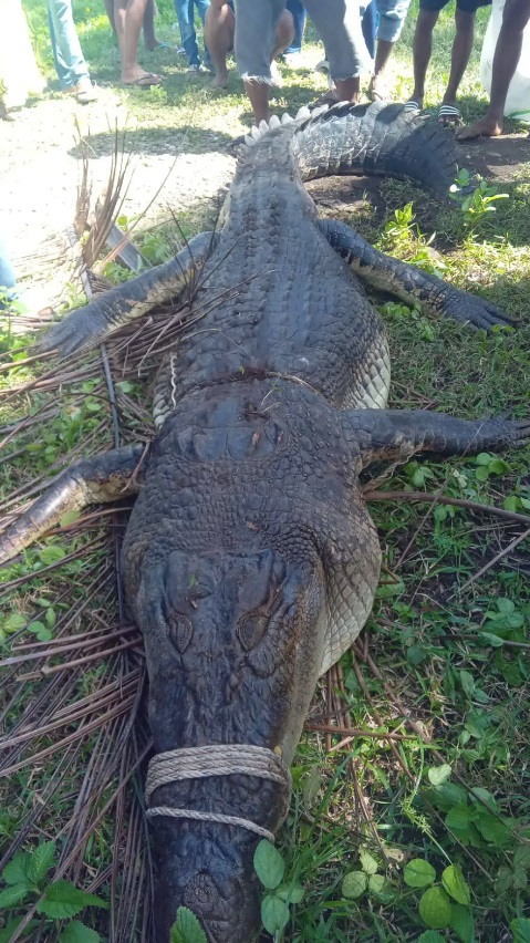 Indonesia crocodile