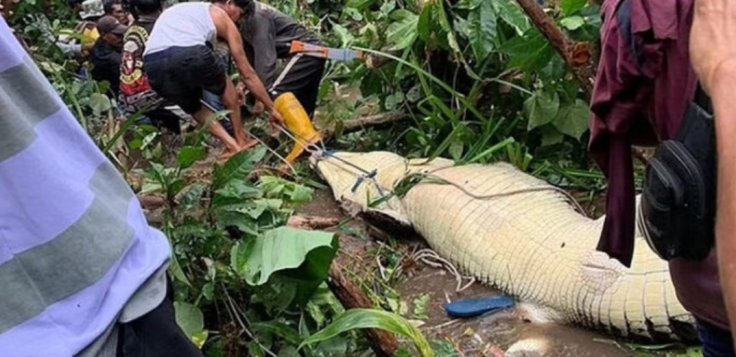 Indonesia crocodile