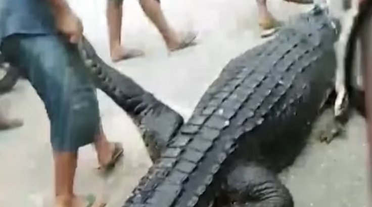 Indonesia crocodile