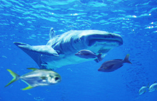 Robitic Whale Shark