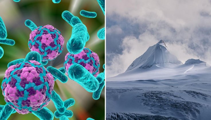 viruses found in Guliya Glacier